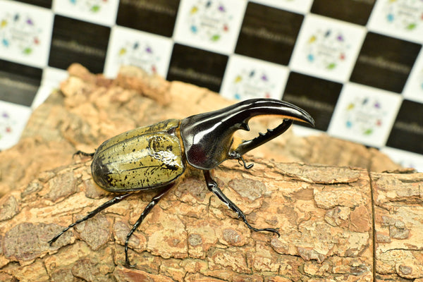 ヘラクレス ヘラクレス　極太極短系統　♂単品 97mm