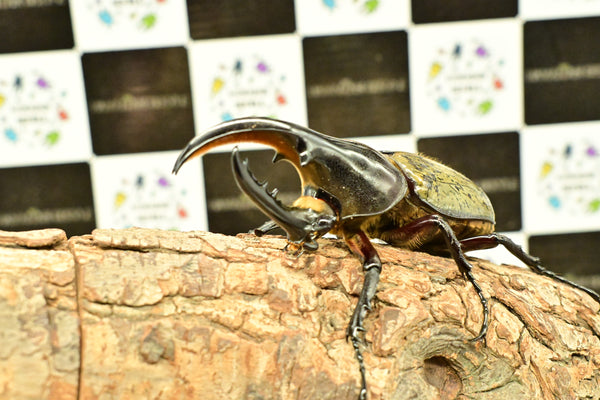 ヘラクレス ヘラクレス　極太極短系統　♂単品 97mm