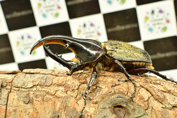 ヘラクレス ヘラクレス　極太極短系統　♂単品 97mm