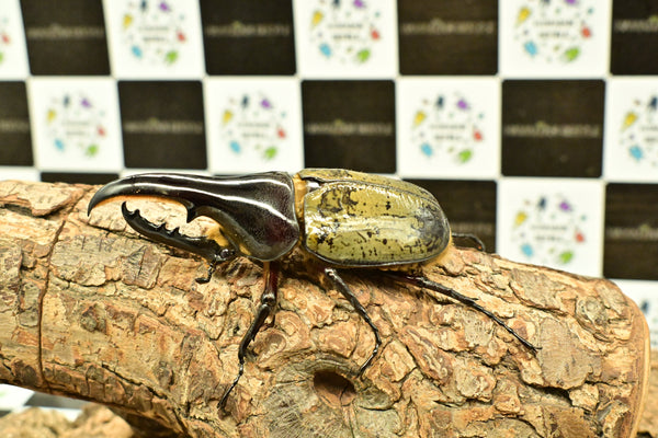 ヘラクレス ヘラクレス　極太極短系統　♂単品 97mm