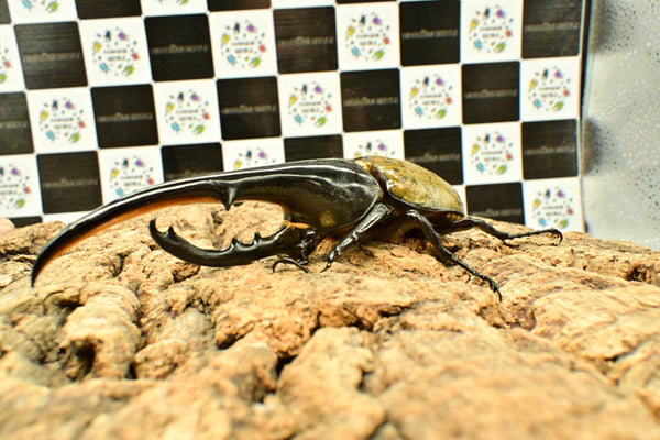 ヘラクレス ヘラクレス　WF3  ♂152ｍｍ 　