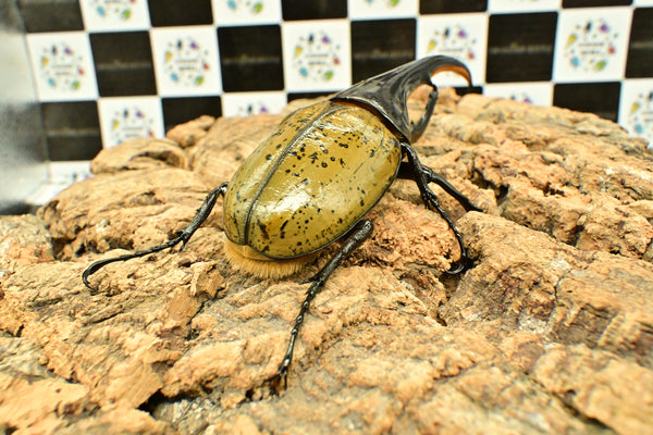 ヘラクレス ヘラクレス　WF3  ♂152ｍｍ 　