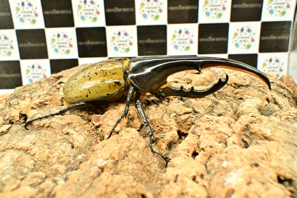 ヘラクレス ヘラクレス　WF3  ♂152ｍｍ 　