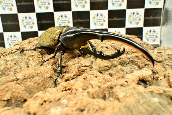 ヘラクレス ヘラクレス　WF3  ♂152ｍｍ 　