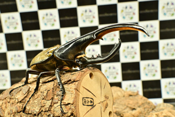 ヘラクレス ヘラクレス　WF3  ♂152ｍｍ 　