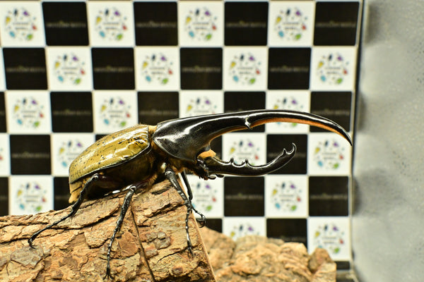 ヘラクレス ヘラクレス　WF3  ♂152ｍｍ 　