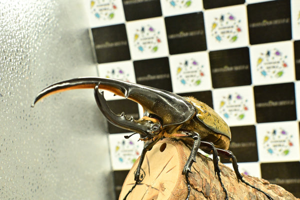 ヘラクレス ヘラクレス　WF3  ♂152ｍｍ 　