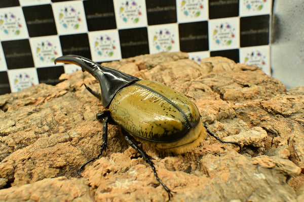 ヘラクレス　レッドアイ（赤目）成虫　♂単品　153ｍｍ