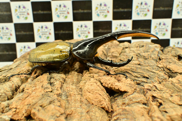 ヘラクレス　レッドアイ（赤目）成虫　♂単品　153ｍｍ