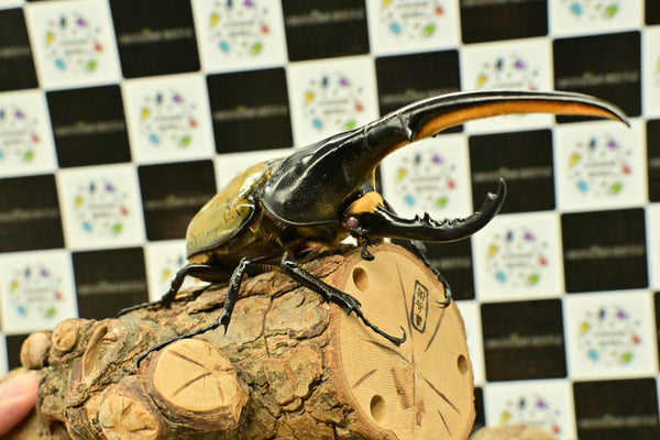 ヘラクレス　レッドアイ（赤目）成虫　♂単品　153ｍｍ