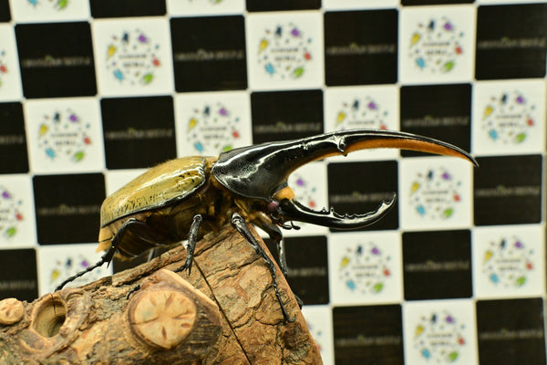 ヘラクレス　レッドアイ（赤目）成虫　♂単品　153ｍｍ