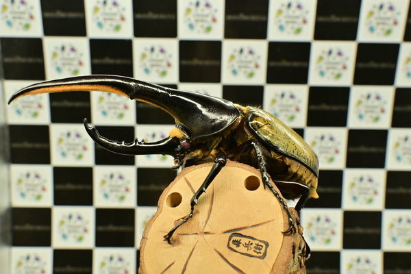 ヘラクレス　レッドアイ（赤目）成虫　♂単品　153ｍｍ