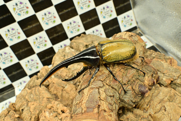 ヘラクレス　レッドアイ（赤目）成虫　♂単品　153ｍｍ