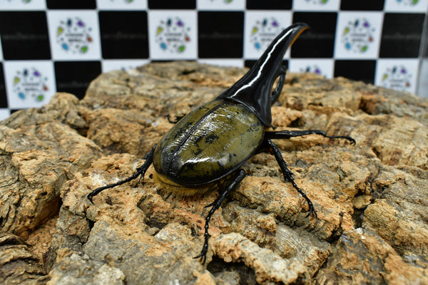 ヘラクレスオオカブト極太極短標本 ヘラクレスオオカブト_ヘラクレス ヘラクレス 極太極短系統