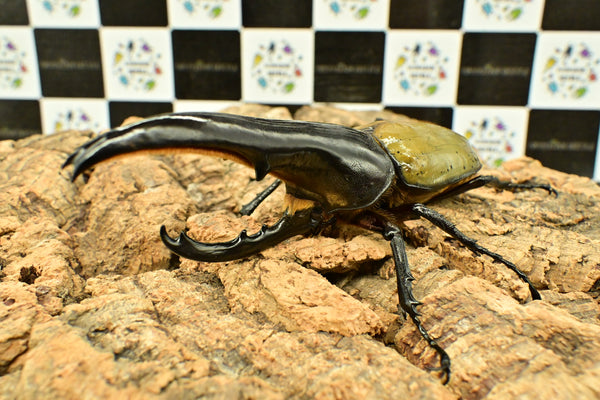 ヘラクレス ヘラクレス　極太極短系統　♂単品 134mm