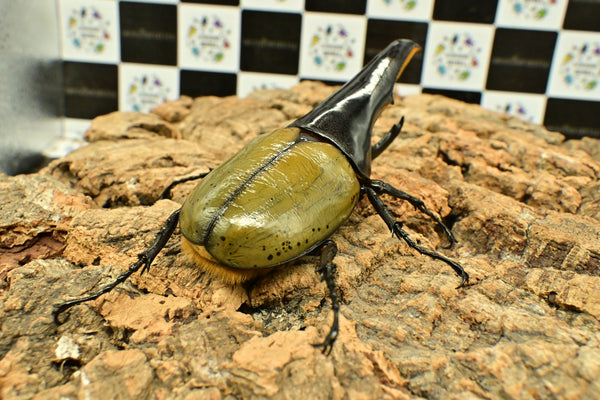 ヘラクレス ヘラクレス　極太極短系統　♂単品 134mm