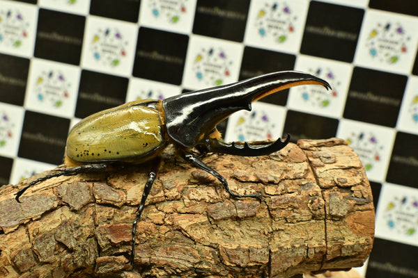 ヘラクレス ヘラクレス　極太極短系統　♂単品 134mm
