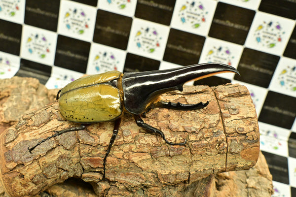 ヘラクレス ヘラクレス　極太極短系統　♂単品 134mm