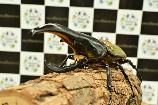 ヘラクレス ヘラクレス　極太極短系統　♂単品 134mm