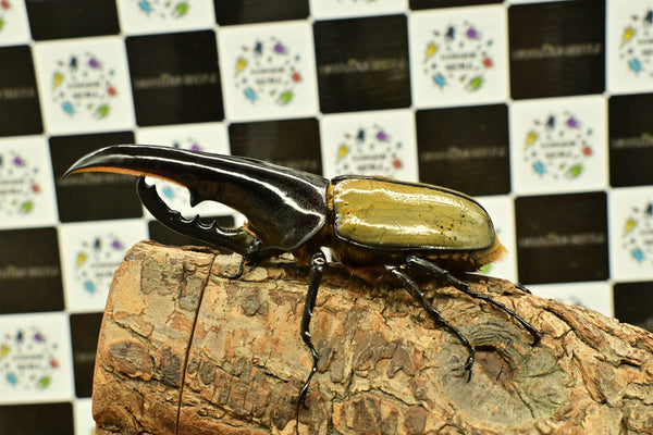 ヘラクレス ヘラクレス　極太極短系統　♂単品 133mm  B品
