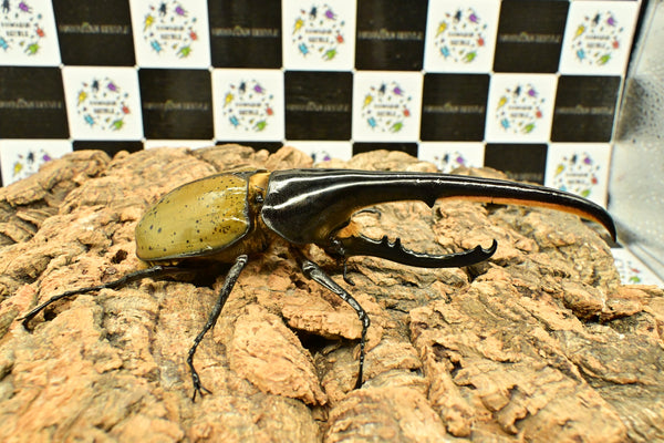 ヘラクレス ヘラクレス　WF3  ♂162ｍｍ 　
