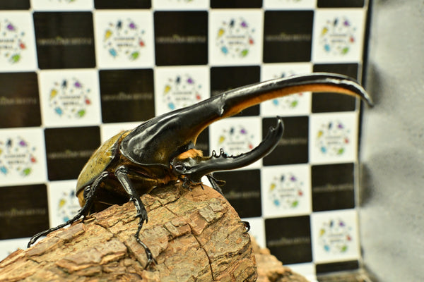 ヘラクレス ヘラクレス　WF3  ♂162ｍｍ 　
