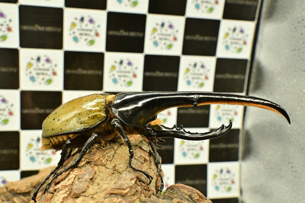 ヘラクレス ヘラクレス　WF3  ♂162ｍｍ 　