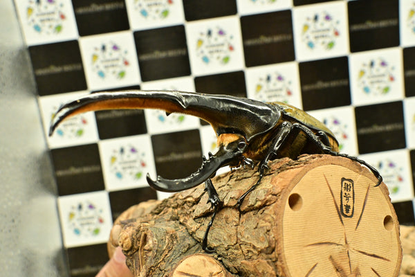 ヘラクレス ヘラクレス　WF3  ♂162ｍｍ 　