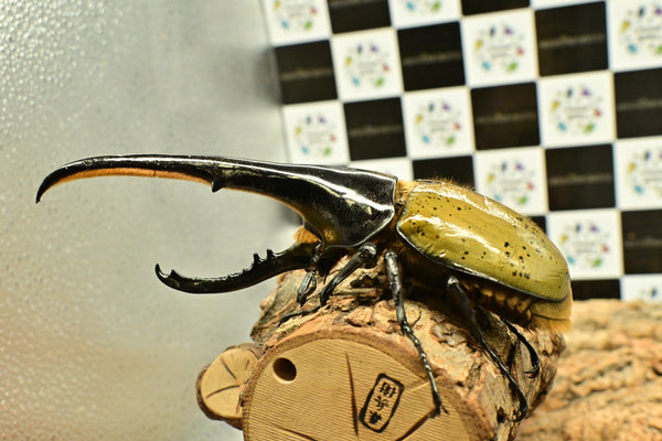 ヘラクレス ヘラクレス　WF3  ♂162ｍｍ 　