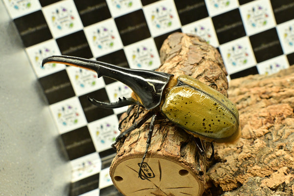 ヘラクレス ヘラクレス　WF3  ♂162ｍｍ 　