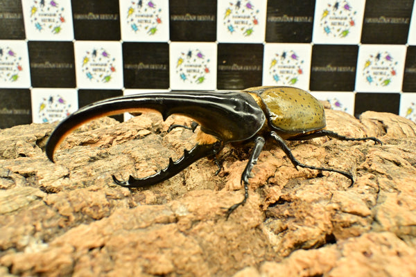 ヘラクレス ヘラクレス　WF3  ♂140ｍｍ～144ｍｍ