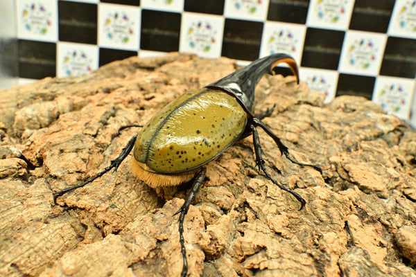 ヘラクレス ヘラクレス　WF3  ♂140ｍｍ～144ｍｍ