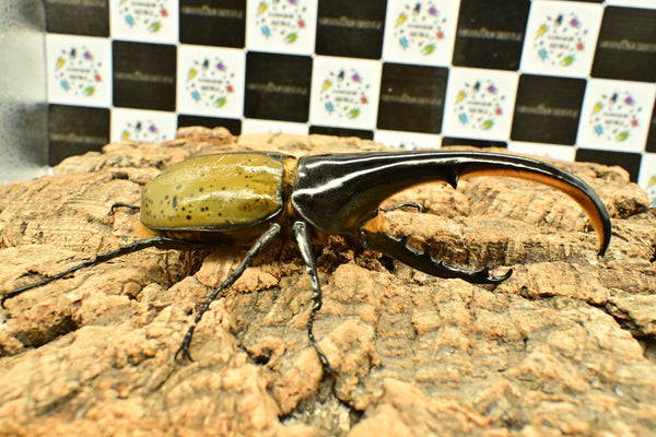 ヘラクレス ヘラクレス　WF3  ♂140ｍｍ～144ｍｍ