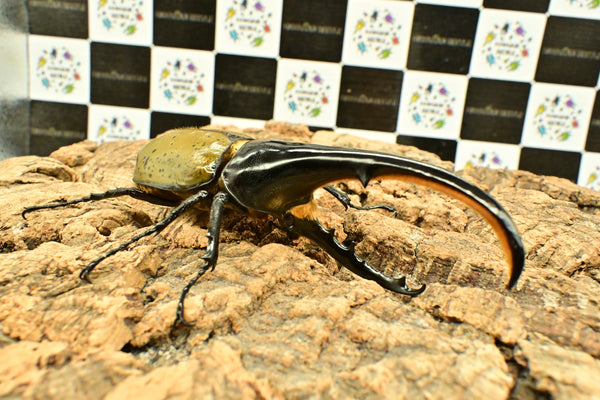 ヘラクレス ヘラクレス　WF3  ♂140ｍｍ～144ｍｍ