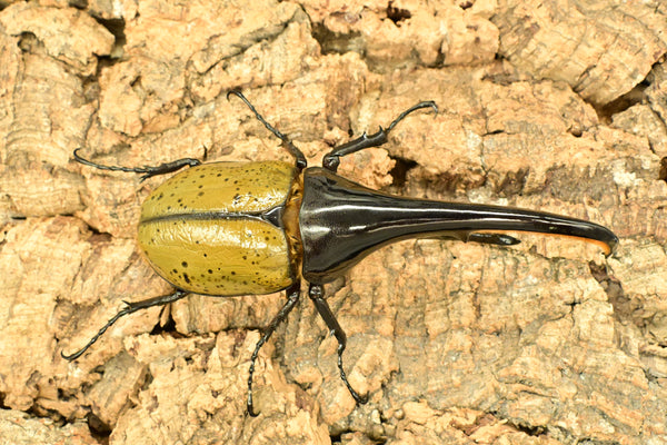 ヘラクレス ヘラクレス　WF3  ♂140ｍｍ～144ｍｍ