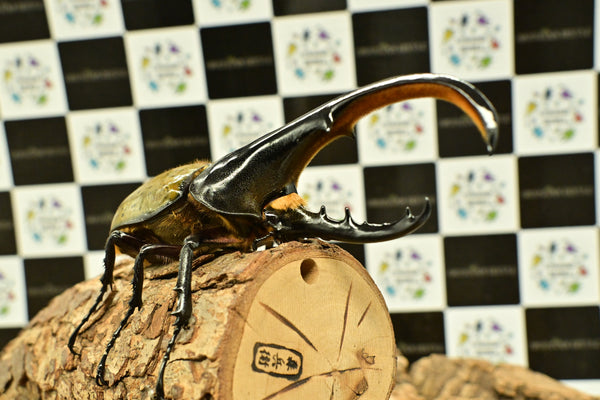 ヘラクレス ヘラクレス　WF3  ♂140ｍｍ～144ｍｍ