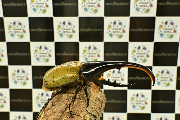 ヘラクレス ヘラクレス　WF3  ♂140ｍｍ～144ｍｍ