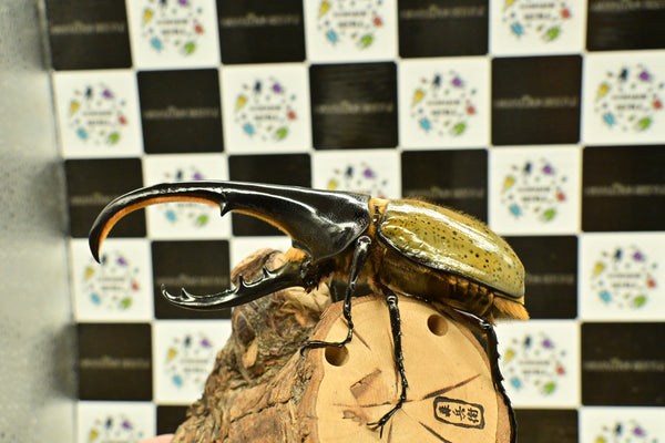 ヘラクレス ヘラクレス　WF3  ♂140ｍｍ～144ｍｍ