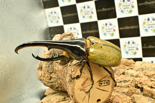 ヘラクレス ヘラクレス　WF3  ♂140ｍｍ～144ｍｍ