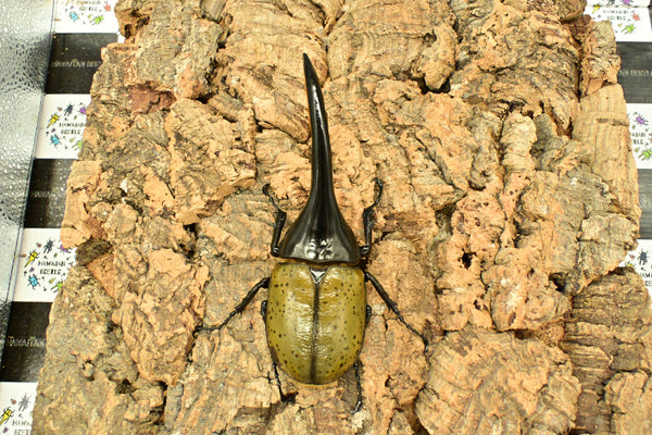ヘラクレス ヘラクレス　WF3  ♂150ｍｍ