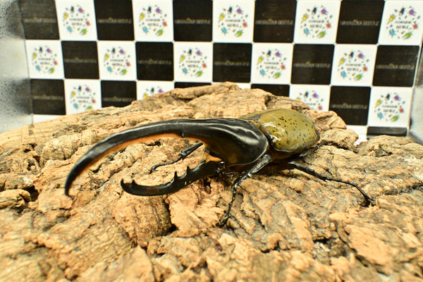 ヘラクレス ヘラクレス　WF3  ♂150ｍｍ