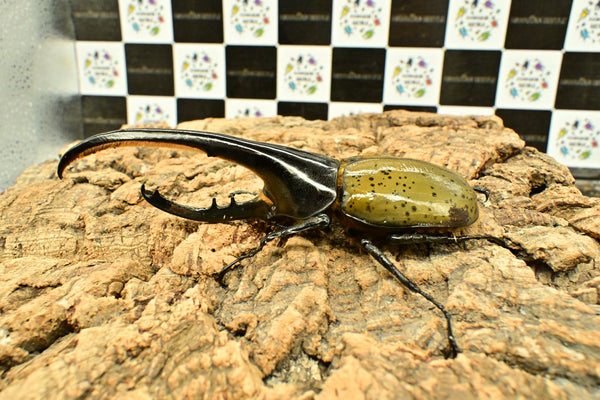 ヘラクレス ヘラクレス　WF3  ♂150ｍｍ