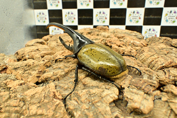 ヘラクレス ヘラクレス　WF3  ♂150ｍｍ