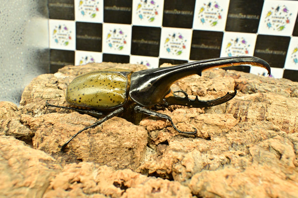 ヘラクレス ヘラクレス　WF3  ♂150ｍｍ