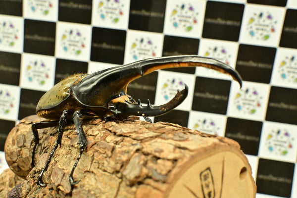 ヘラクレス ヘラクレス　WF3  ♂150ｍｍ