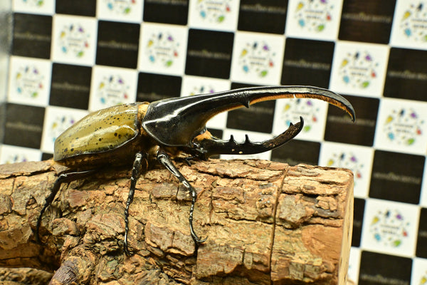 ヘラクレス ヘラクレス　WF3  ♂150ｍｍ