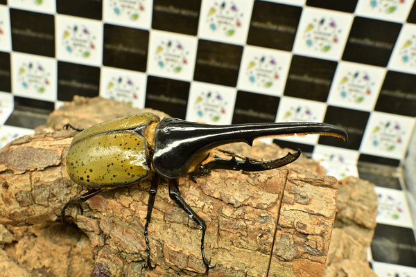 ヘラクレス ヘラクレス　WF3  ♂150ｍｍ