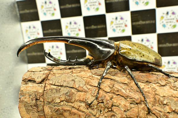 ヘラクレス ヘラクレス　WF3  ♂150ｍｍ