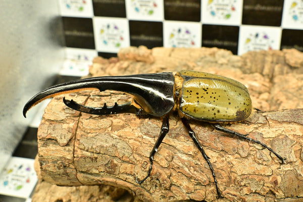 ヘラクレス ヘラクレス　WF3  ♂150ｍｍ