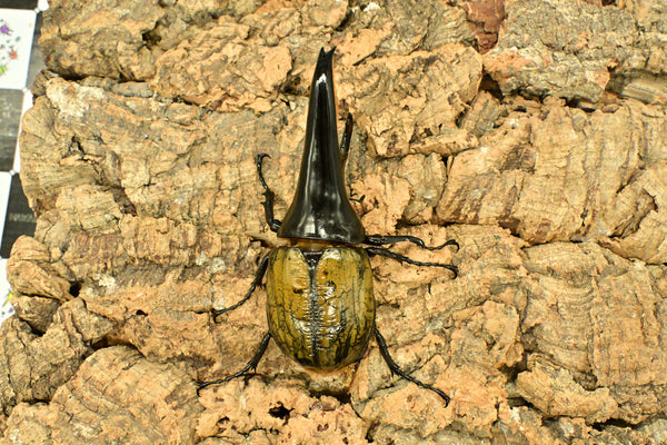 ヘラクレス ヘラクレス　極太極短系統　♂単品 118mm　B品